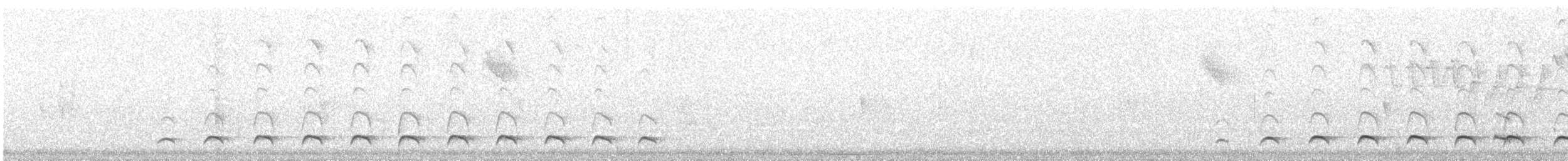 Weißbart-Ameisenwürger - ML364913801
