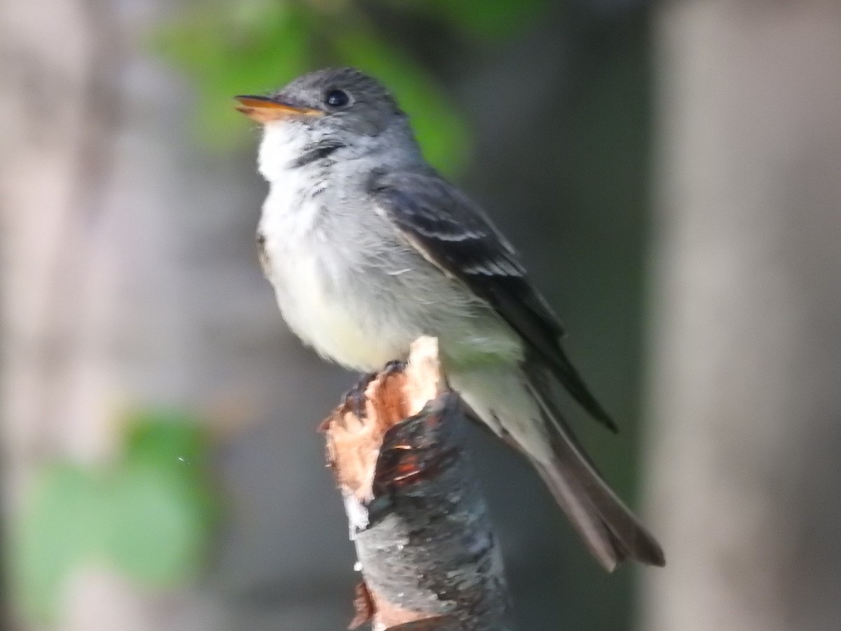 Eastern Wood-Pewee - ML364914101