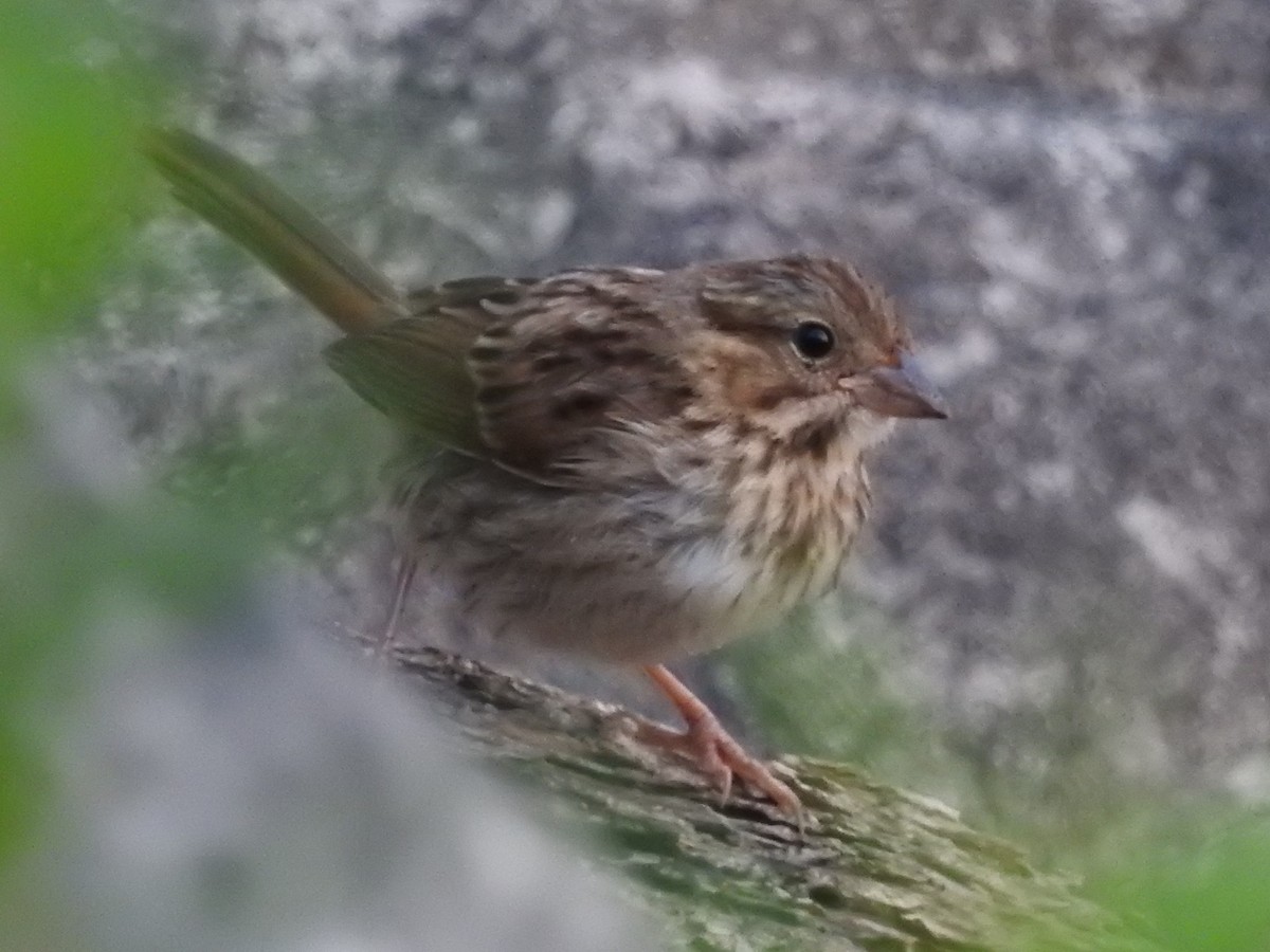 Song Sparrow - Jeffrey Gammon