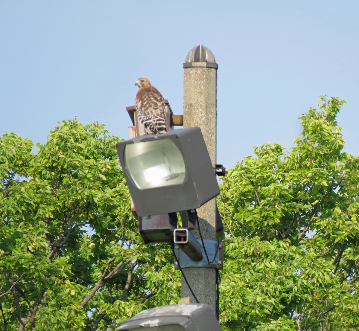 Red-shouldered Hawk - ML364915161