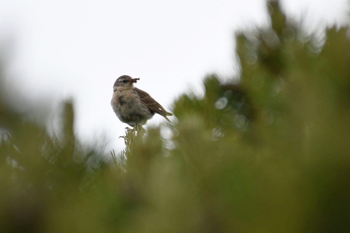 Water Pipit - ML364915461