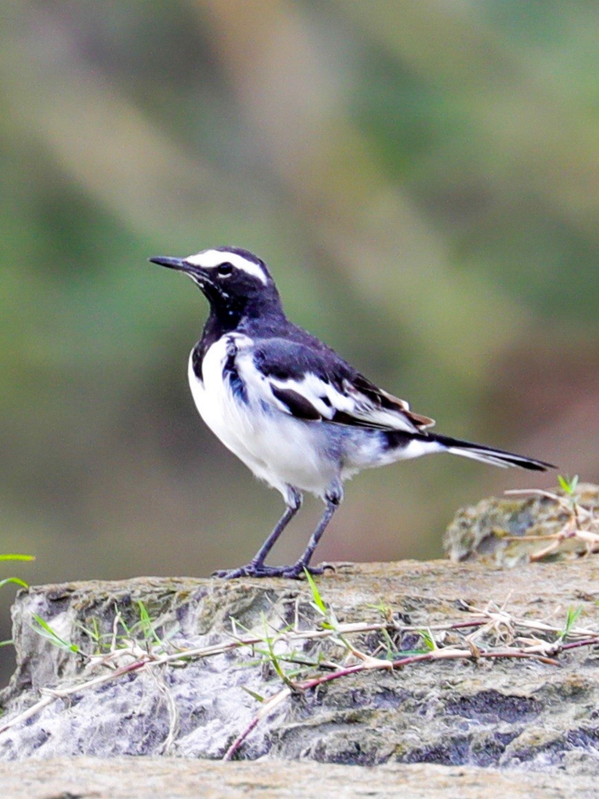 White-browed Wagtail - ML364917191