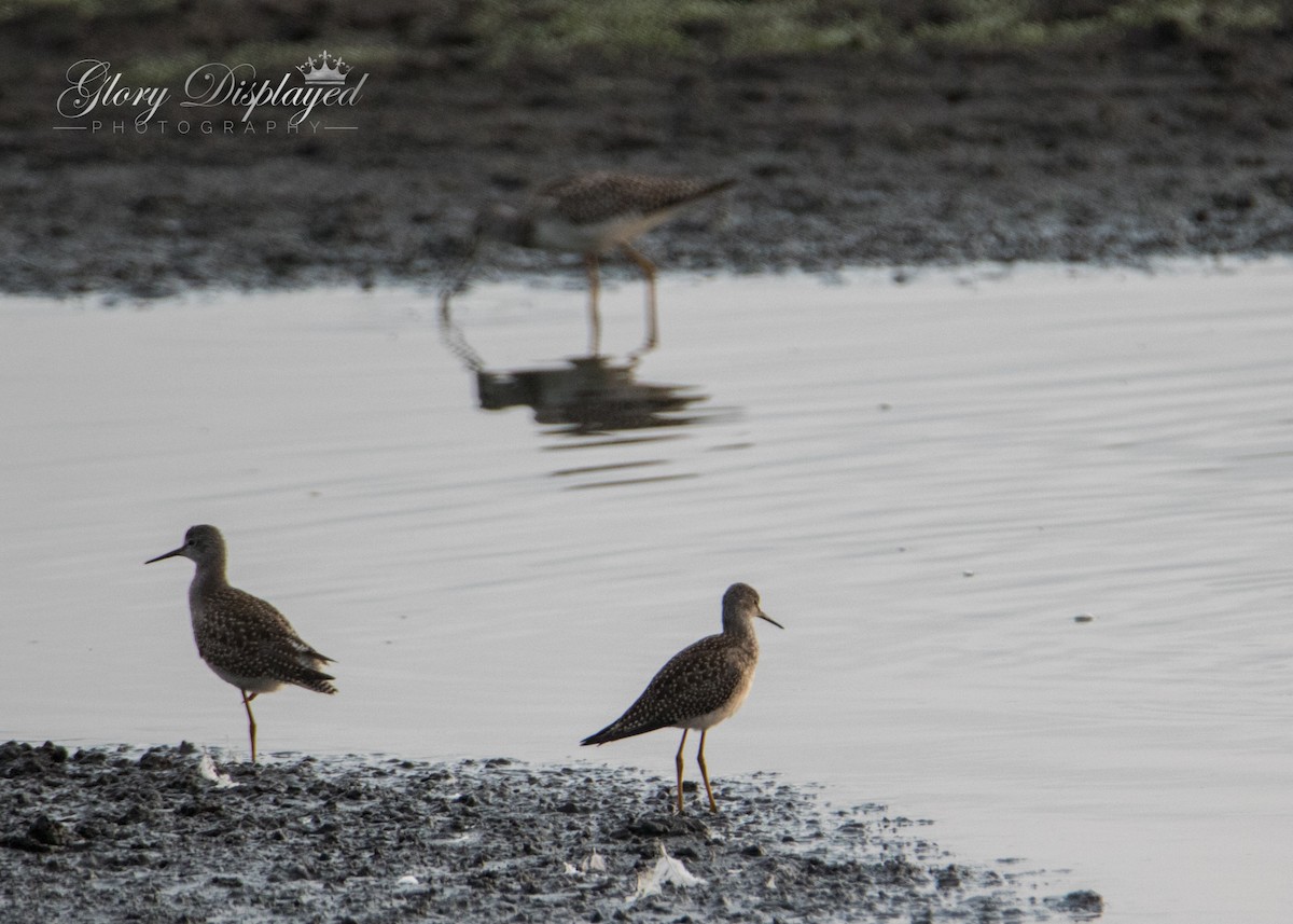 Lesser Yellowlegs - Rachel Justice