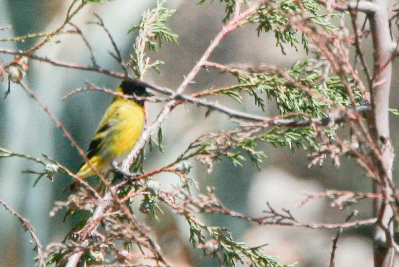 Hooded Siskin - Nathan Goldberg