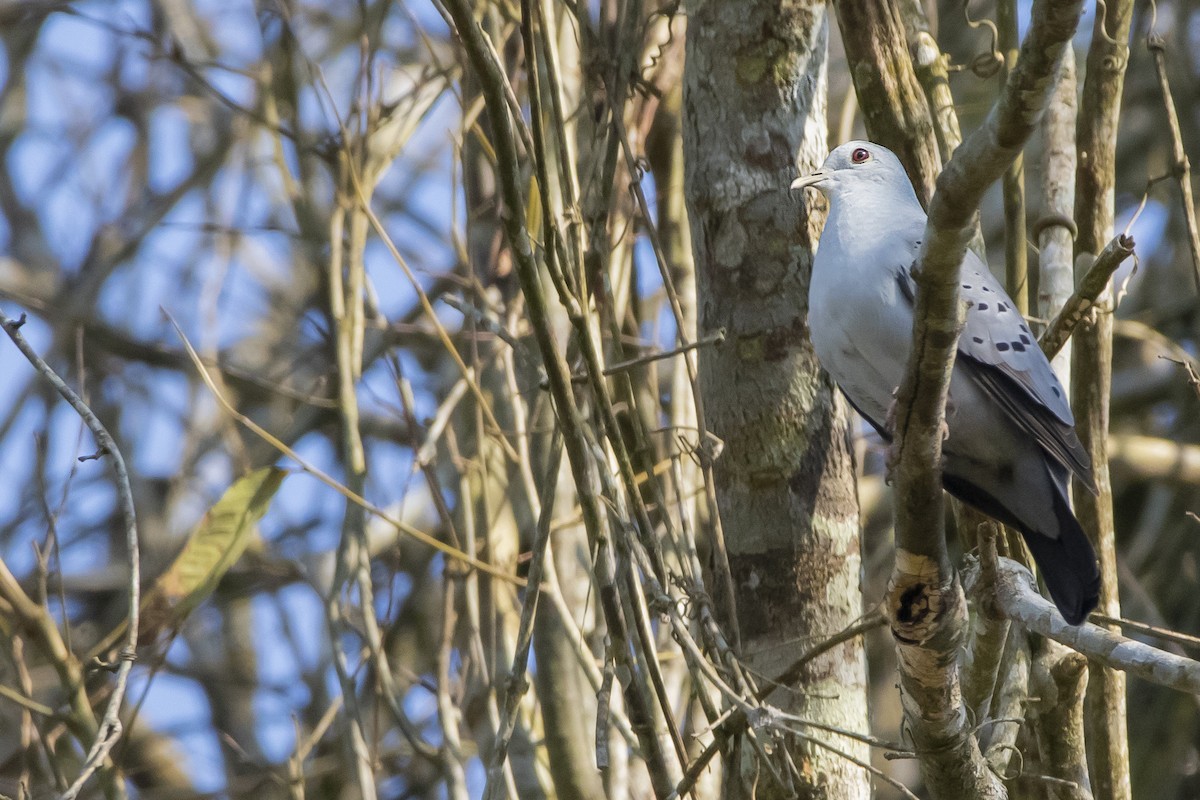 Blue Ground Dove - ML364922001