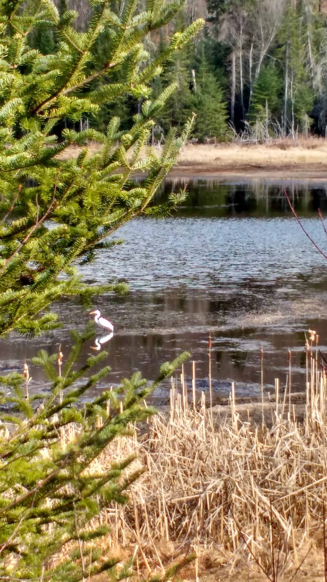 Great Egret - ML364922341