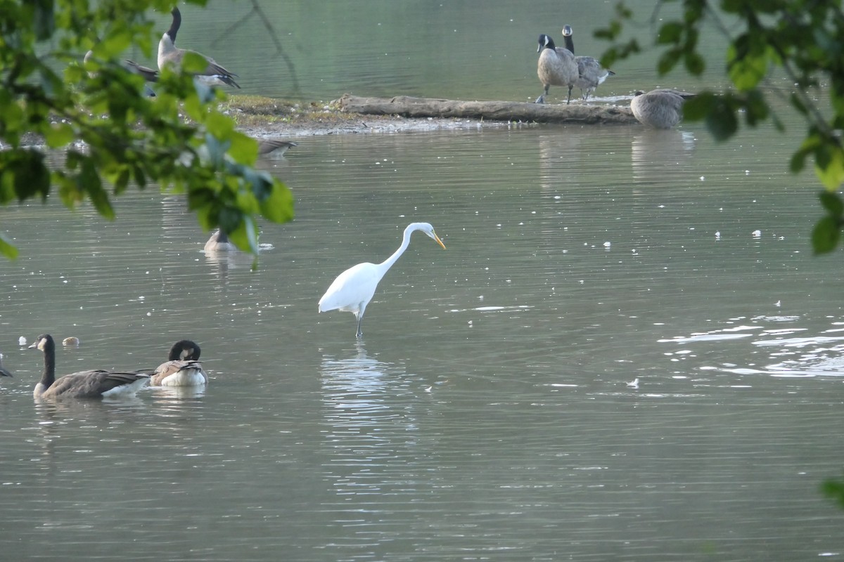 Great Egret - ML364923611