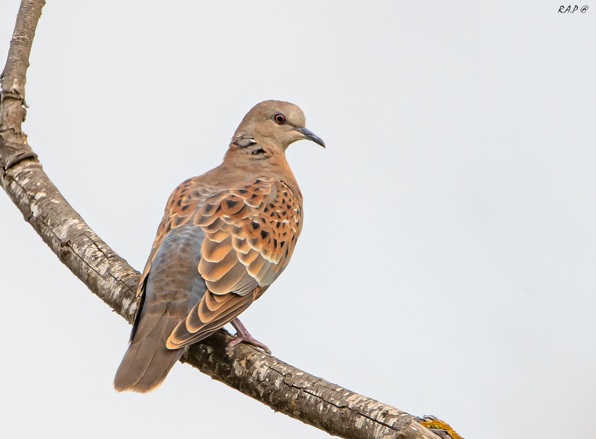 European Turtle-Dove - Robert Perez