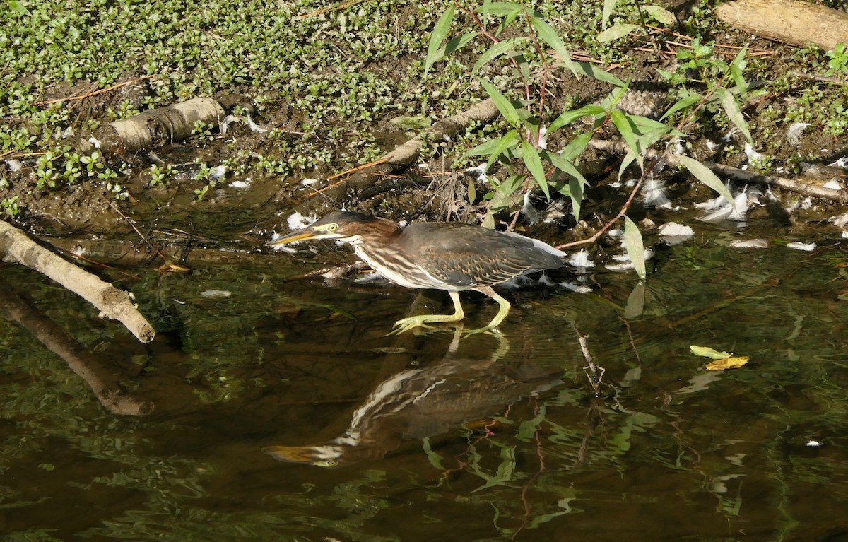 Green Heron - ML364924041