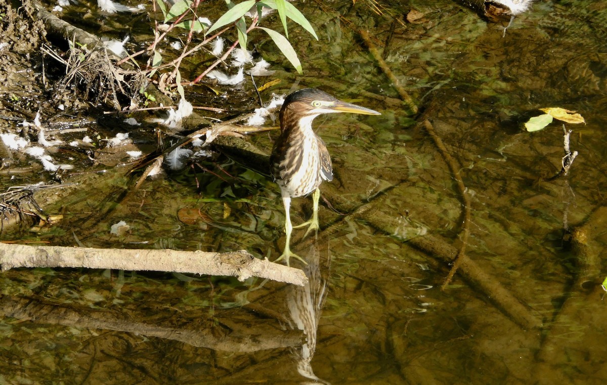 Green Heron - ML364924241