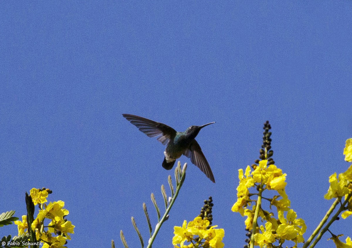 kolibřík ametystouchý - ML364924381