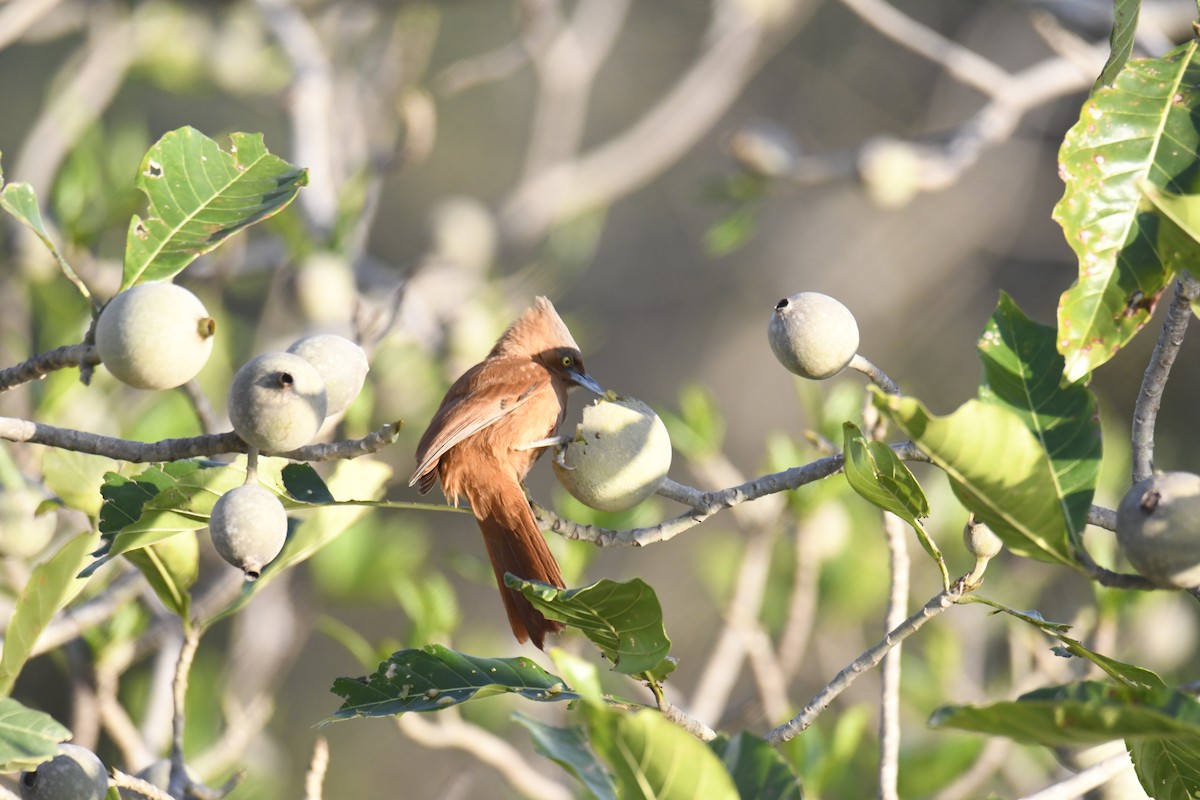 Rufous Cacholote - ML364925531