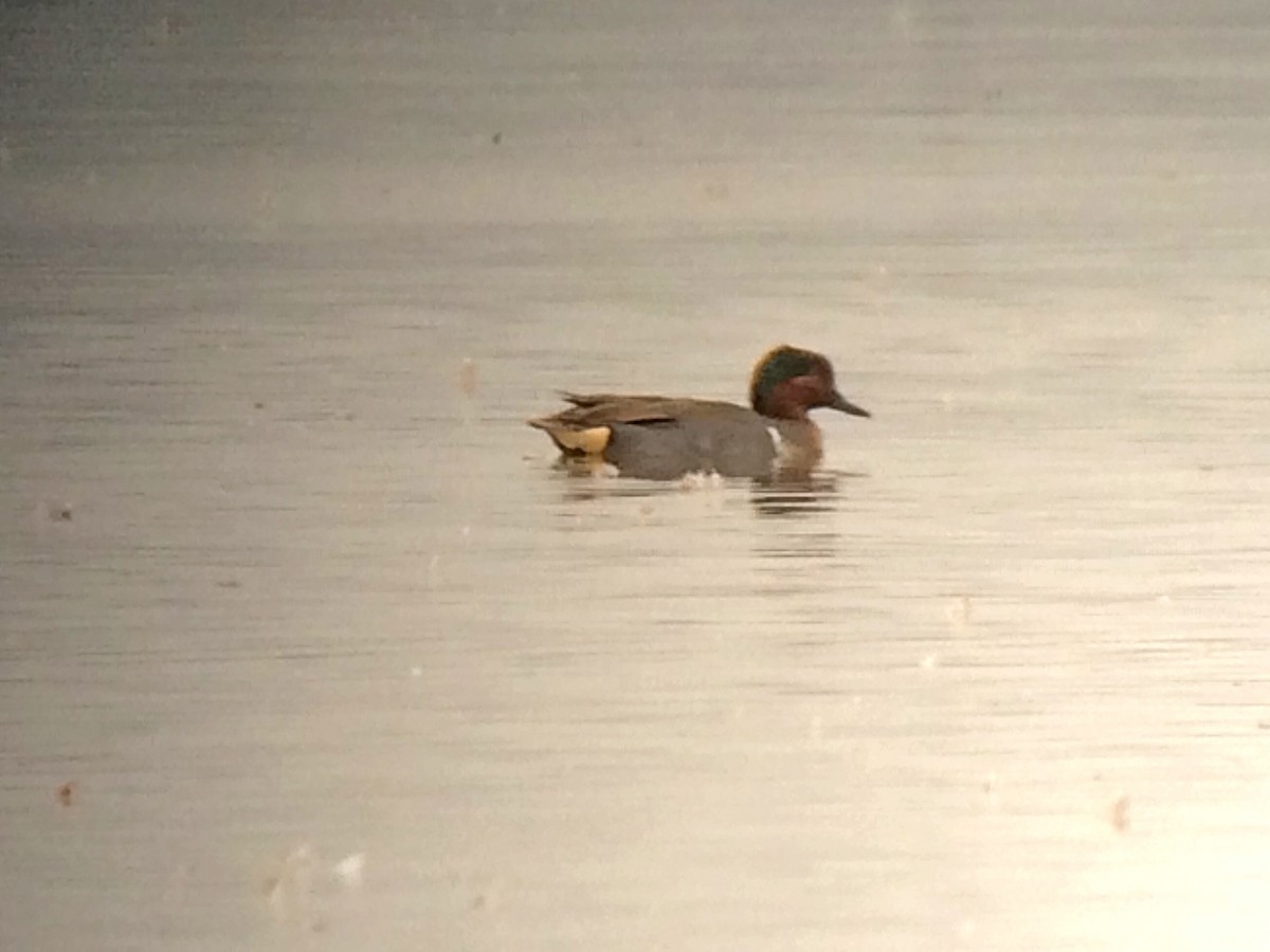 Green-winged Teal (American) - ML36492601