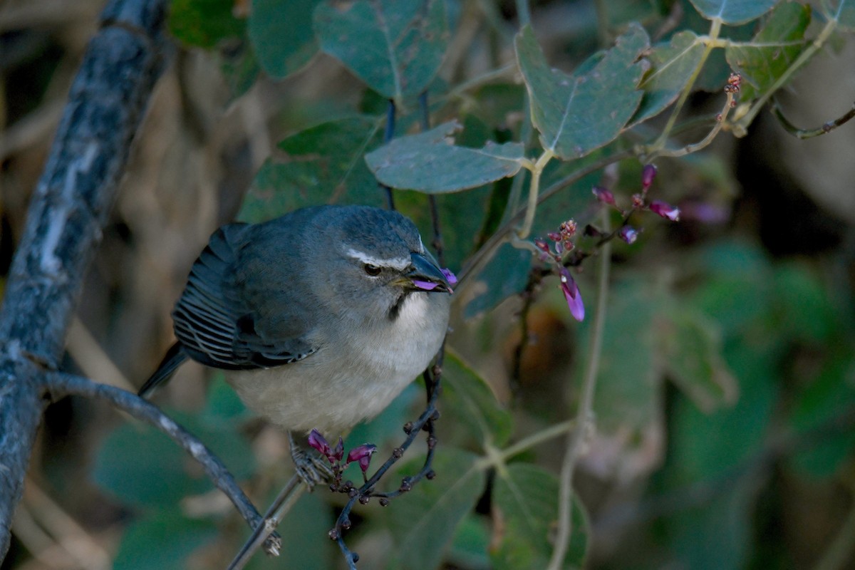 Bluish-gray Saltator - ML364927241