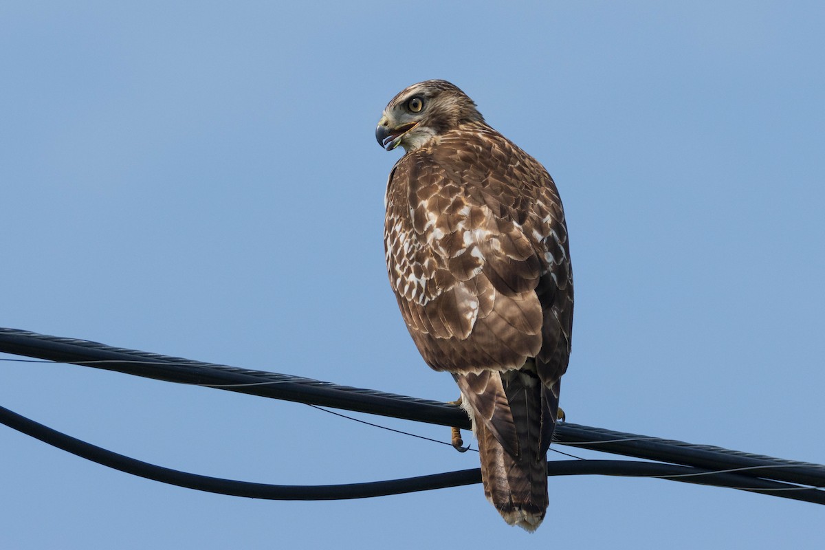 Red-tailed Hawk - Miriam Baril