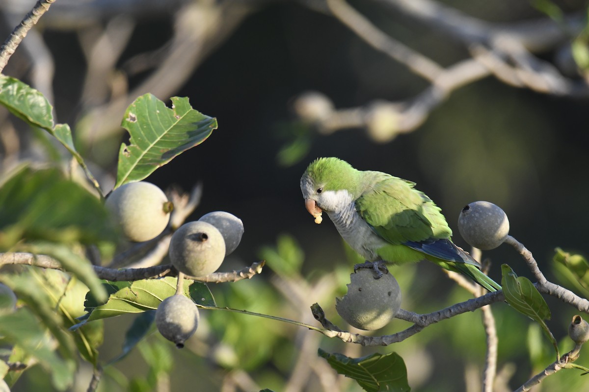 Monk Parakeet - ML364929191