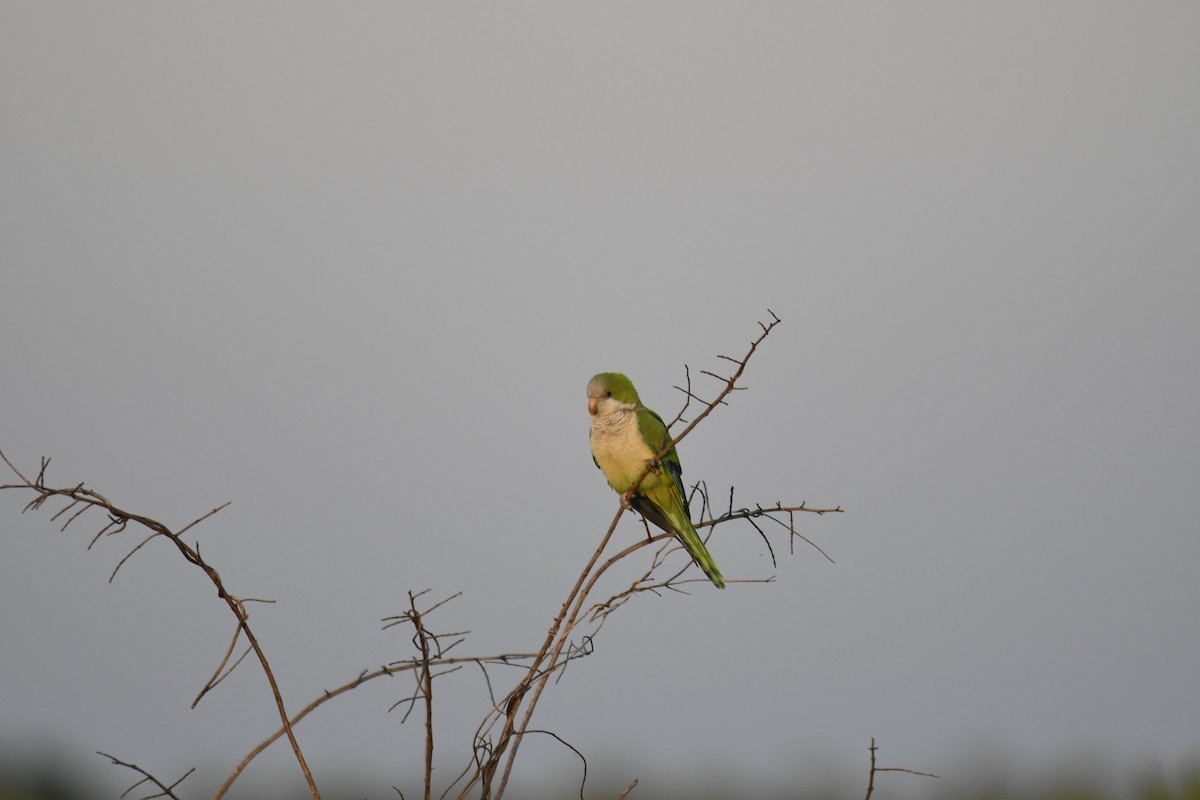 Monk Parakeet - ML364929441