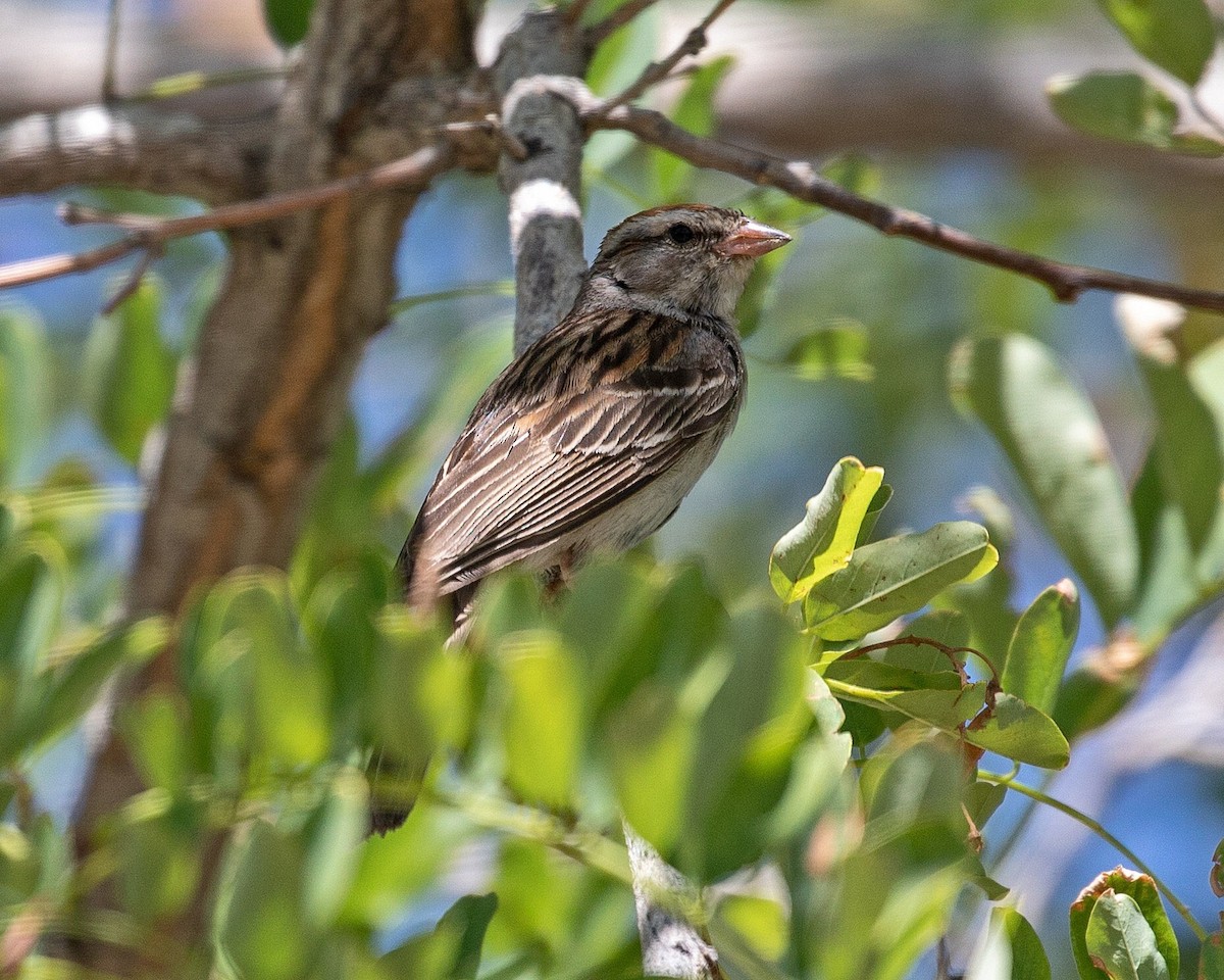 Chipping Sparrow - ML364929491