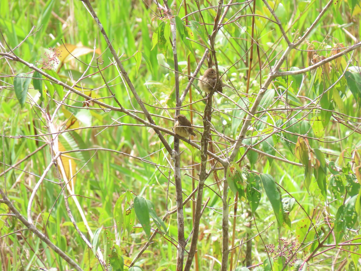 Indigo Bunting - Karla Aparicio (#HarpyFans) (@NatyCiencia507) (#BirdWatchers507)