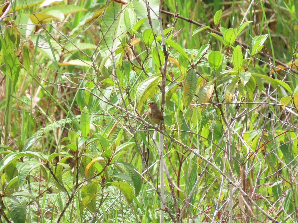 Indigo Bunting - Karla Aparicio (#HarpyFans) (@NatyCiencia507) (#BirdWatchers507)