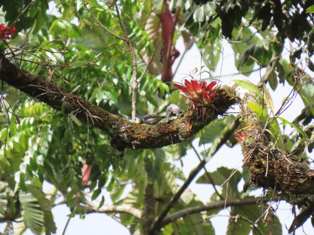 Plain-colored Tanager - ML364931321