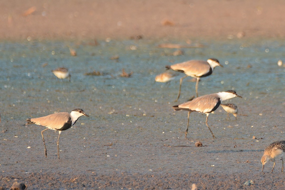 Spur-winged Lapwing - ML364931531