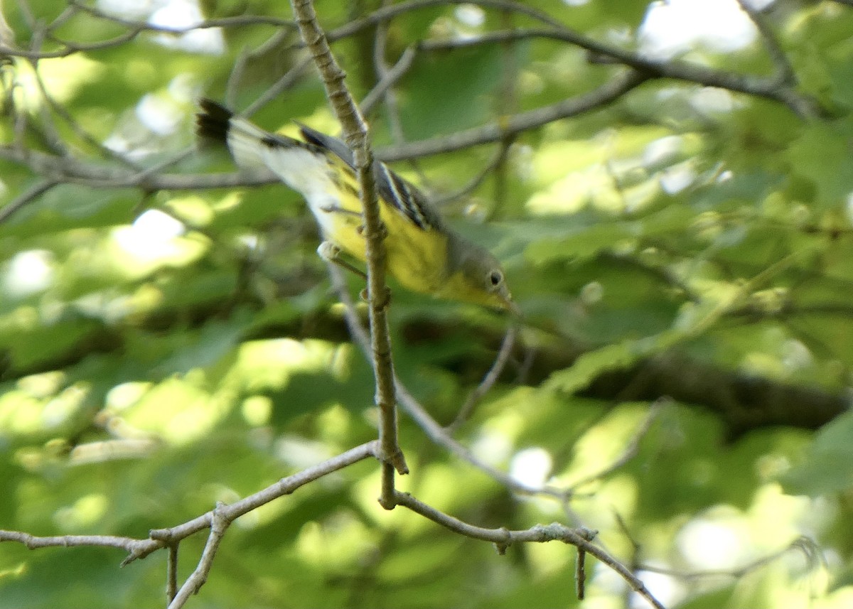 Magnolia Warbler - ML364931791