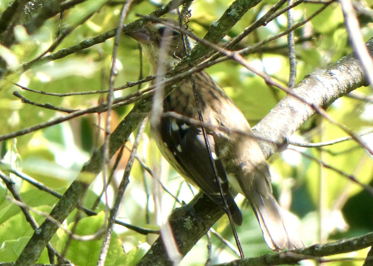 Rose-breasted Grosbeak - ML364932081