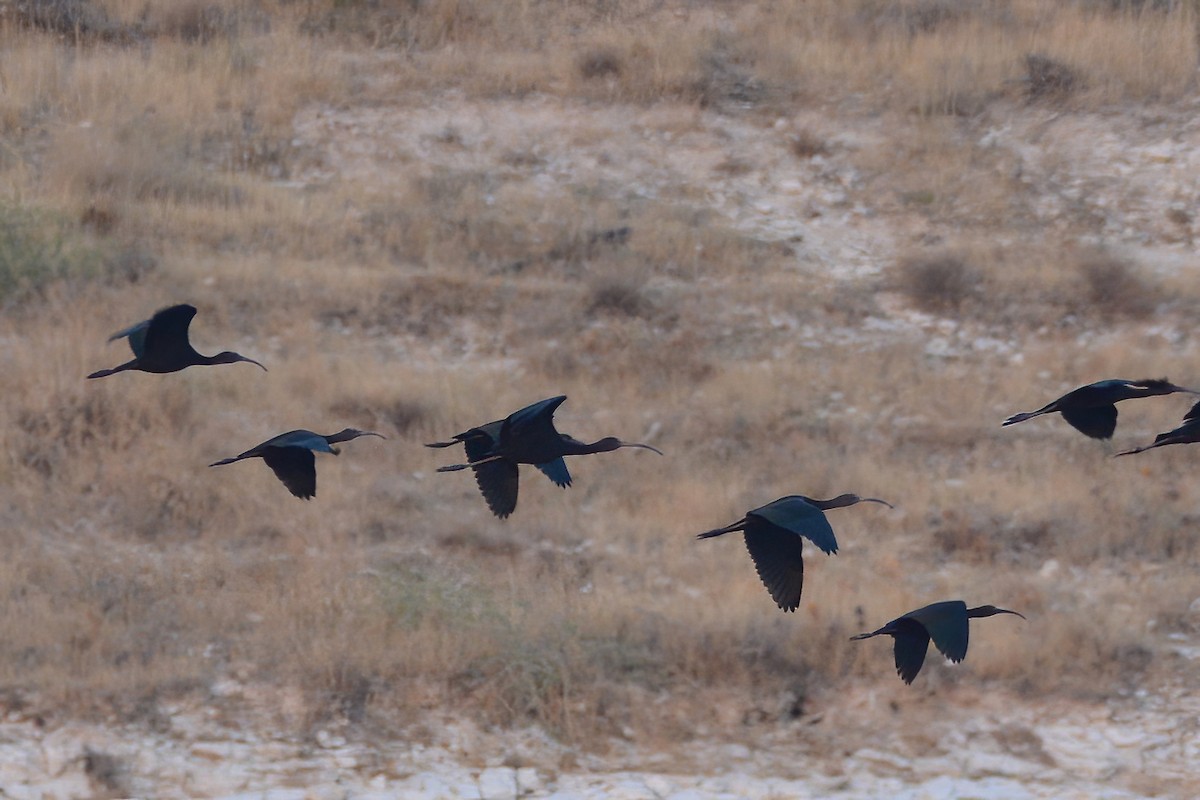 Glossy Ibis - ML364932211