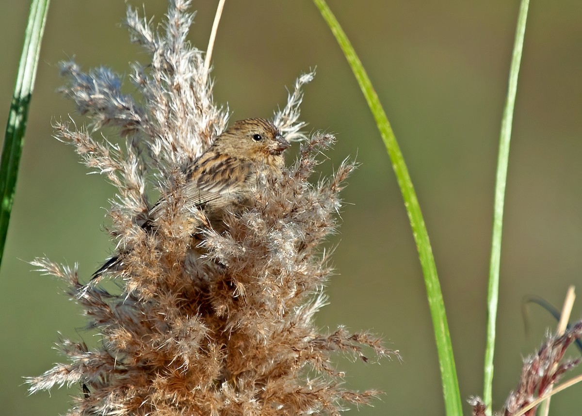 Plumbeous Sierra Finch - ML364934601