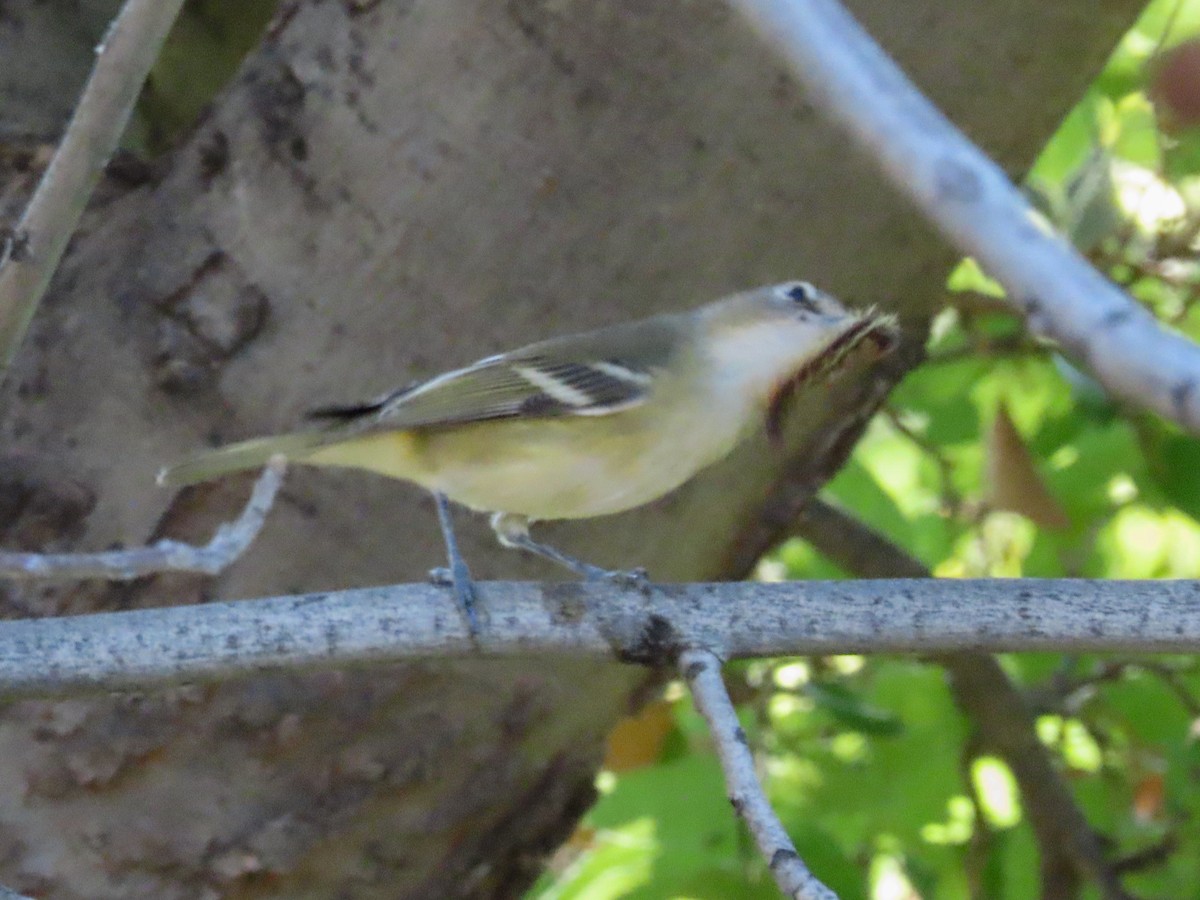 Vireo de Cassin - ML364934871