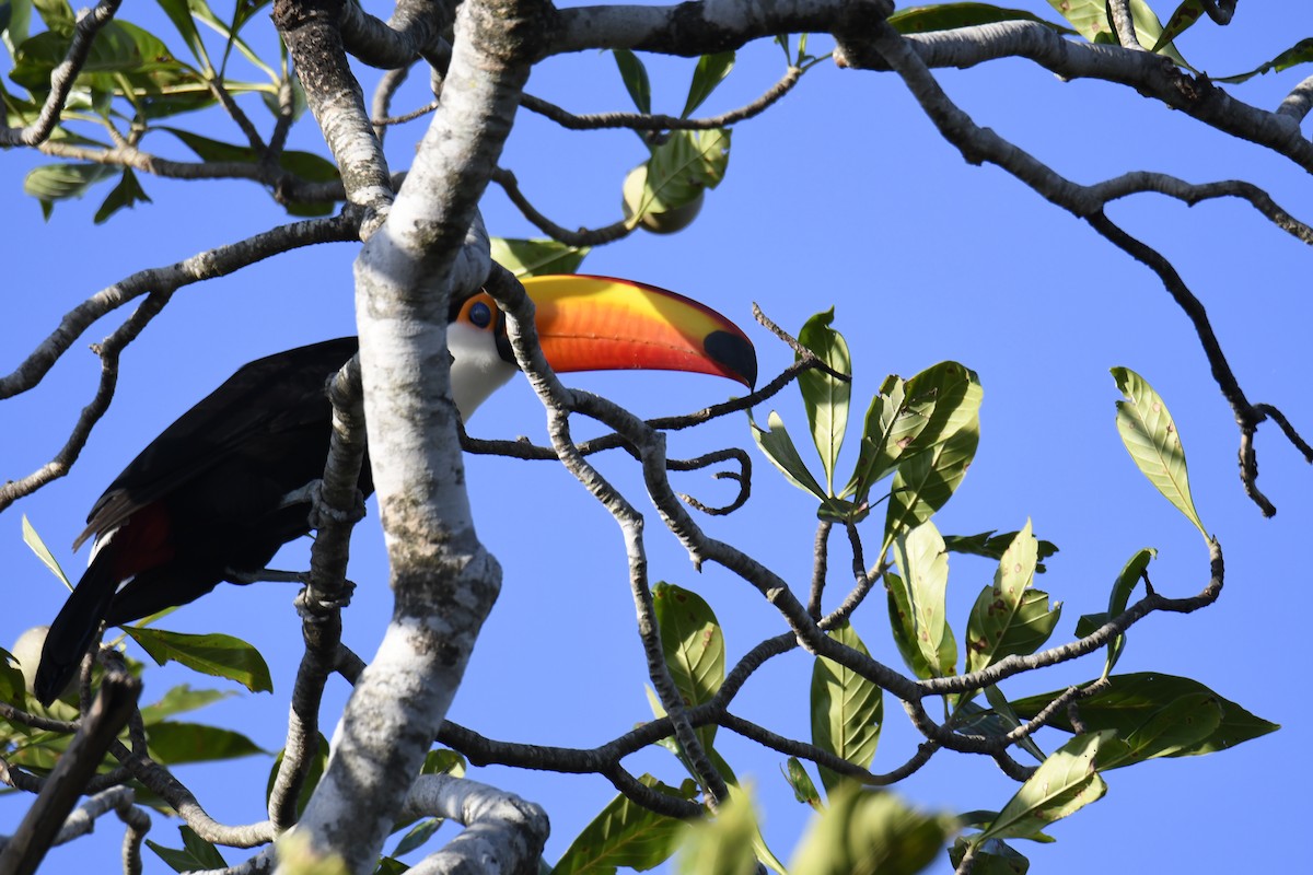 Toco Toucan - ML364937521