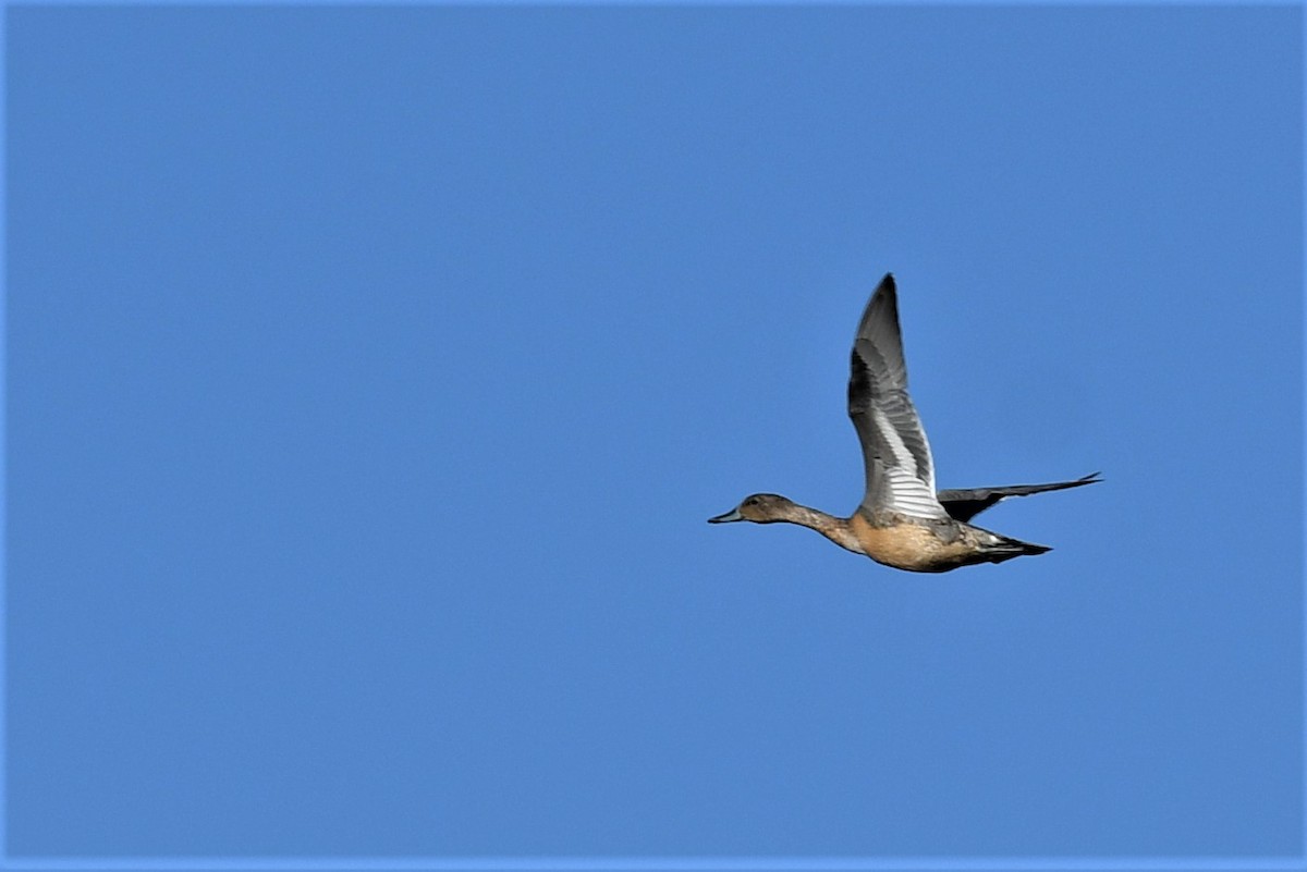 Northern Pintail - Haldun Savaş