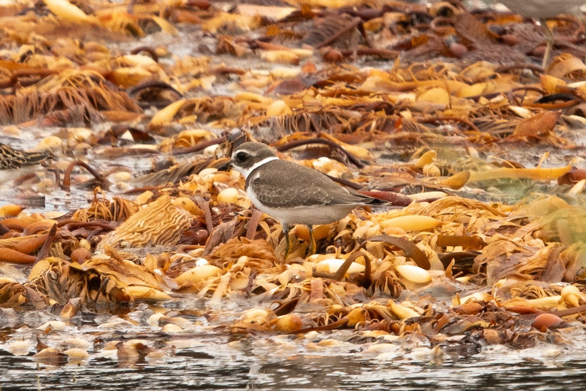 Semipalmated Plover - ML364940001