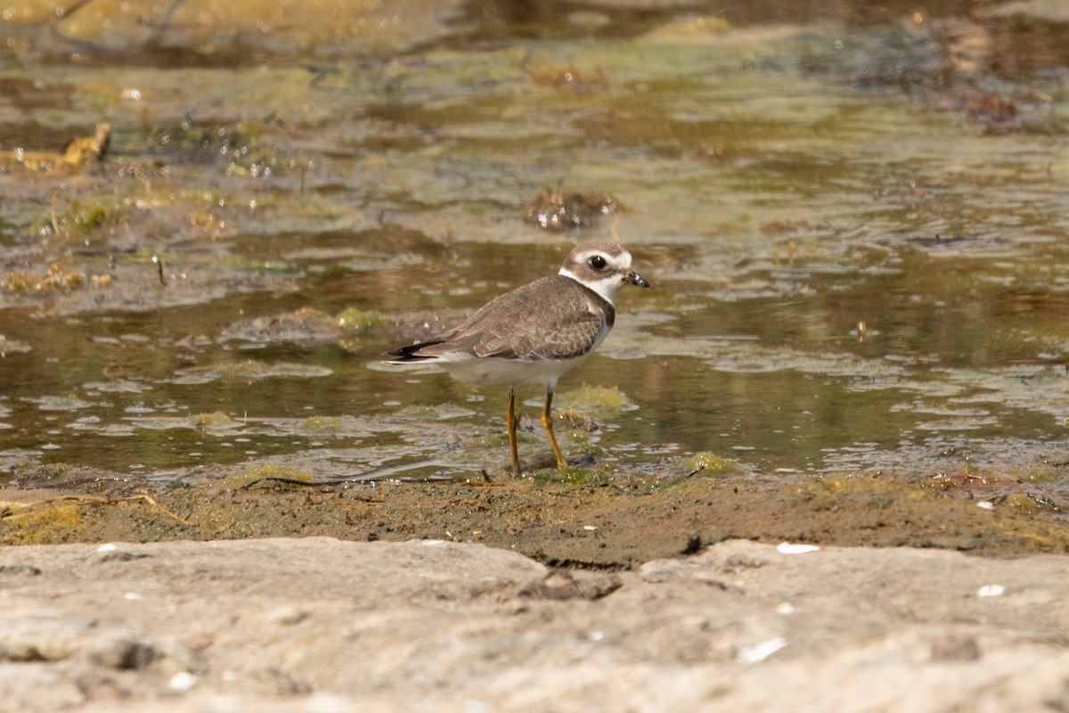 Semipalmated Plover - ML364940331