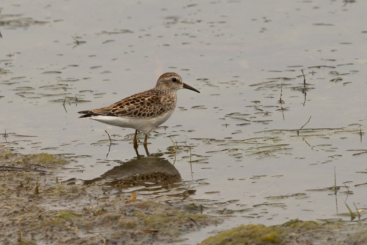 Least Sandpiper - ML364940451