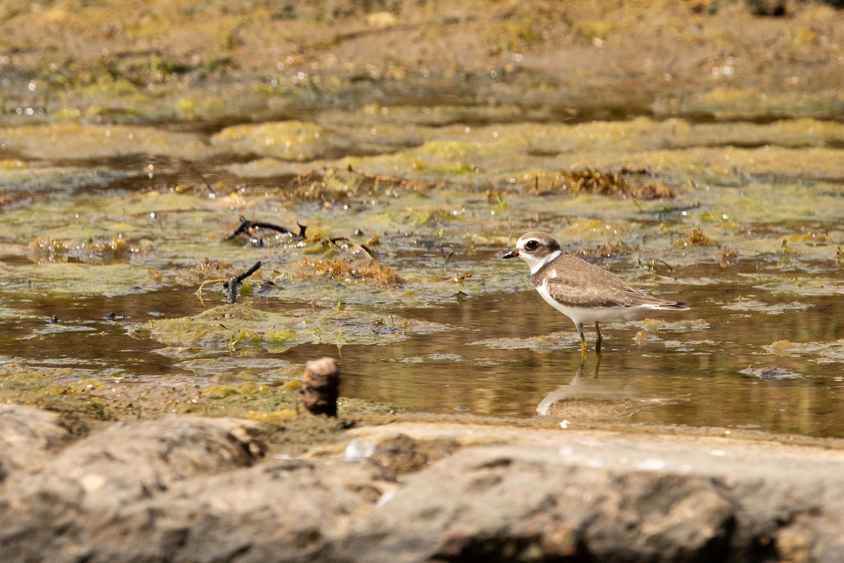 Semipalmated Plover - ML364940471