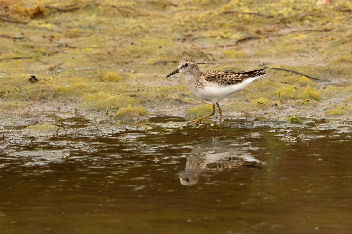 Least Sandpiper - ML364940531