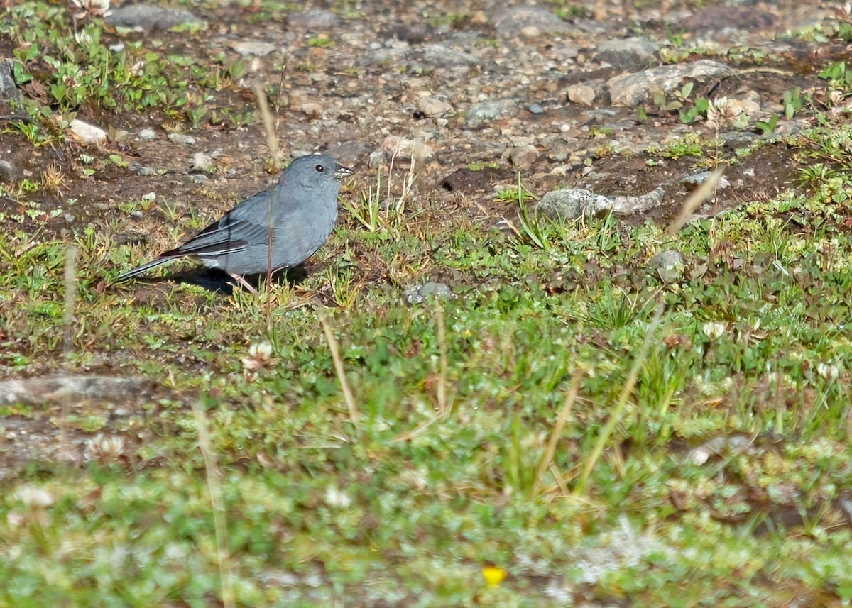 Plumbeous Sierra Finch - ML364940581