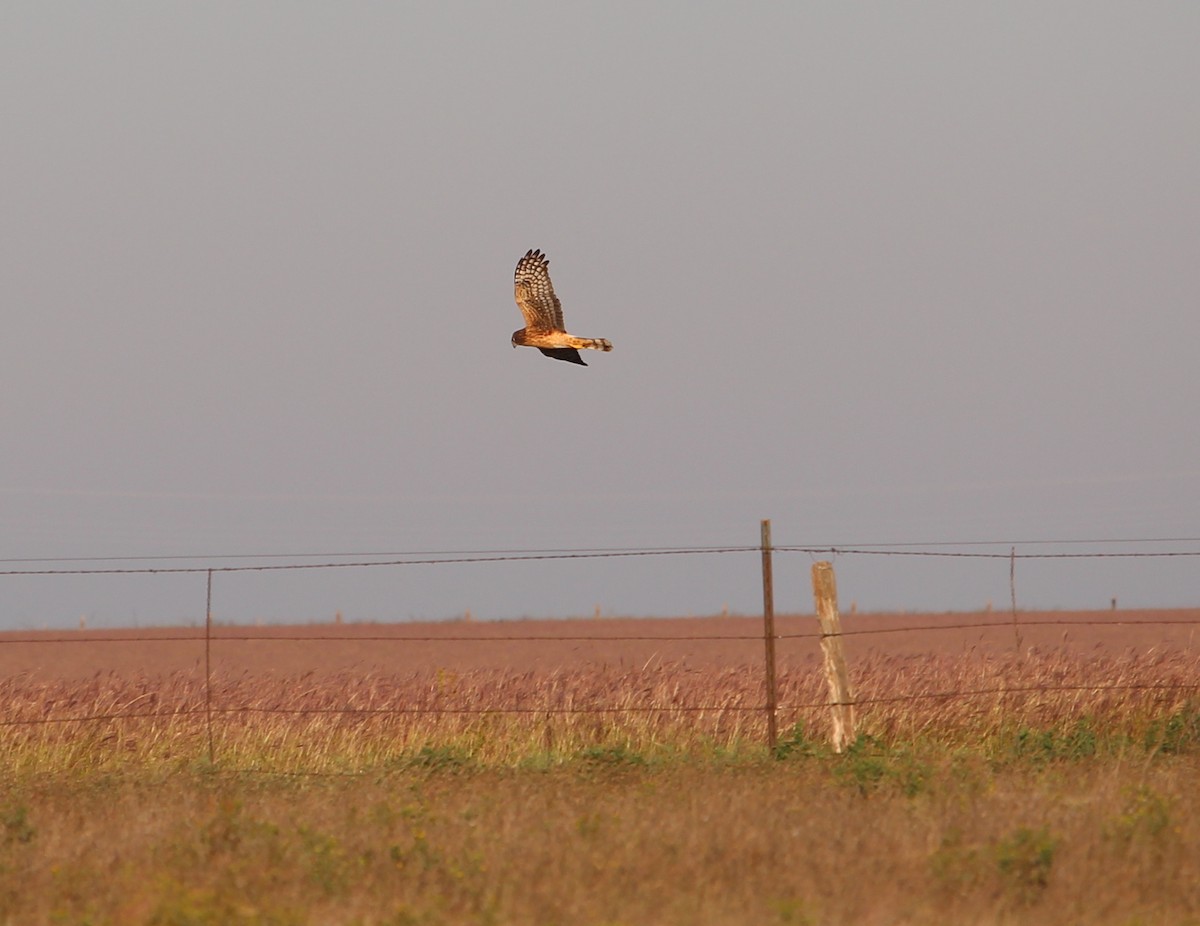 Northern Harrier - ML36494091