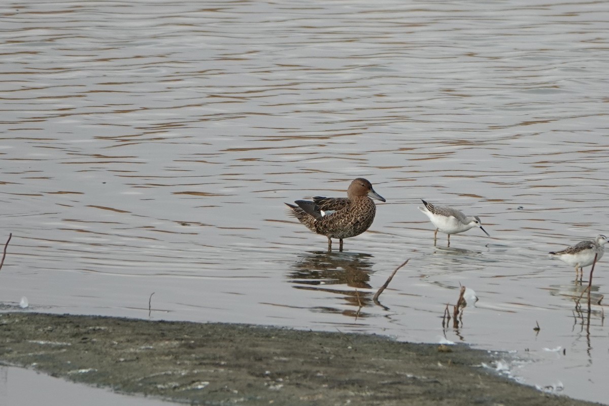 Cinnamon Teal - ML364940971