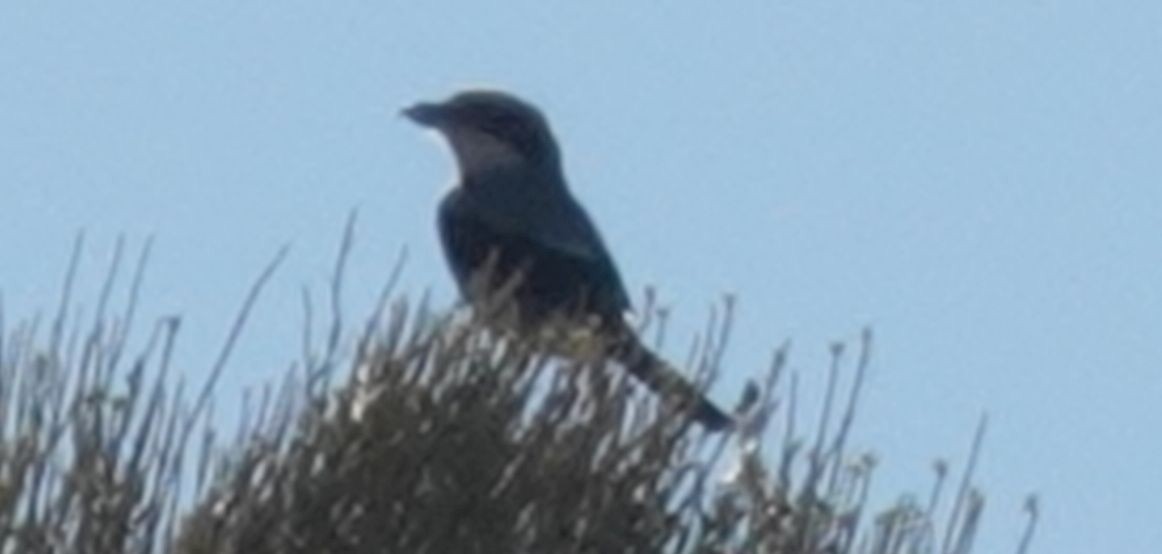 Loggerhead Shrike - ML364941241