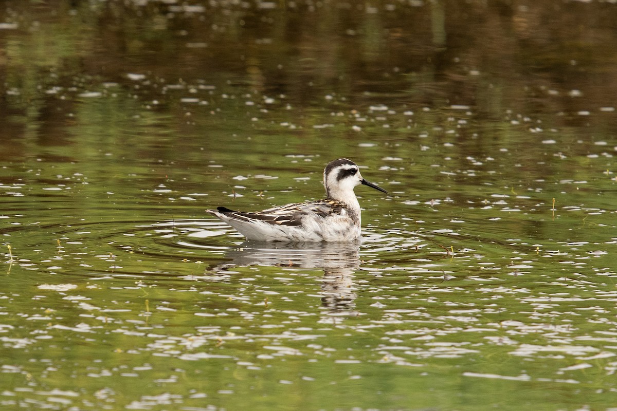 Red-necked Phalarope - ML364941301