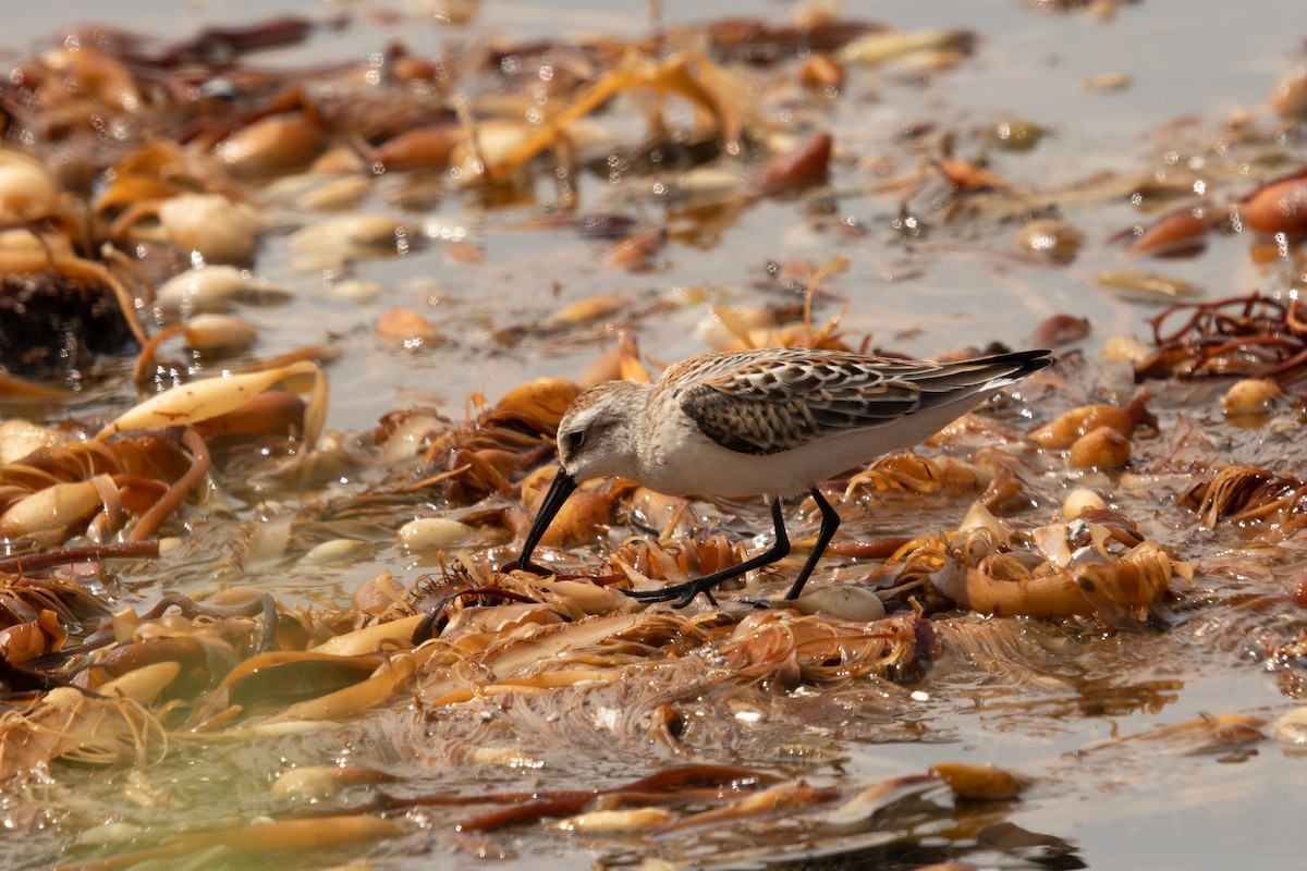 Western Sandpiper - ML364941381