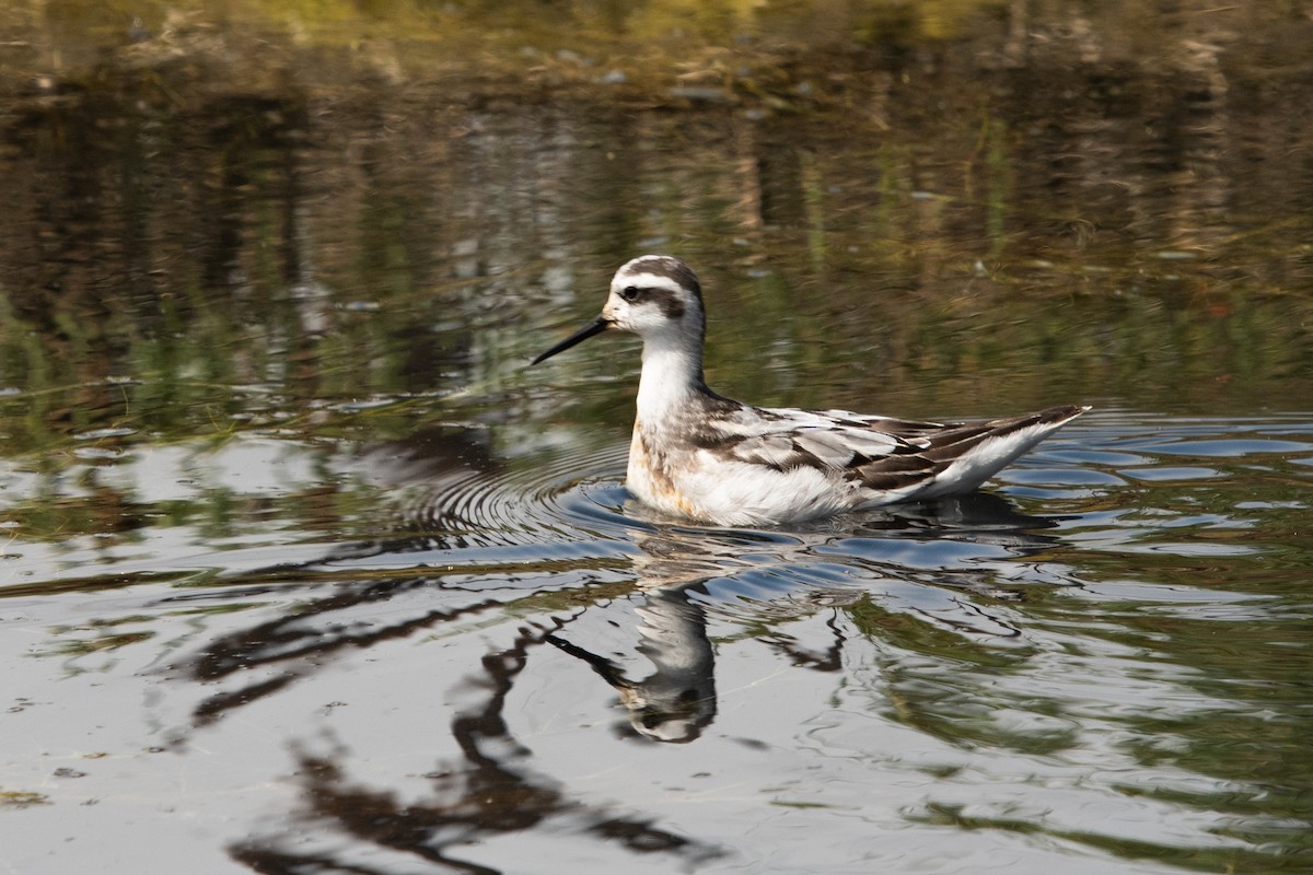 Red-necked Phalarope - ML364941421