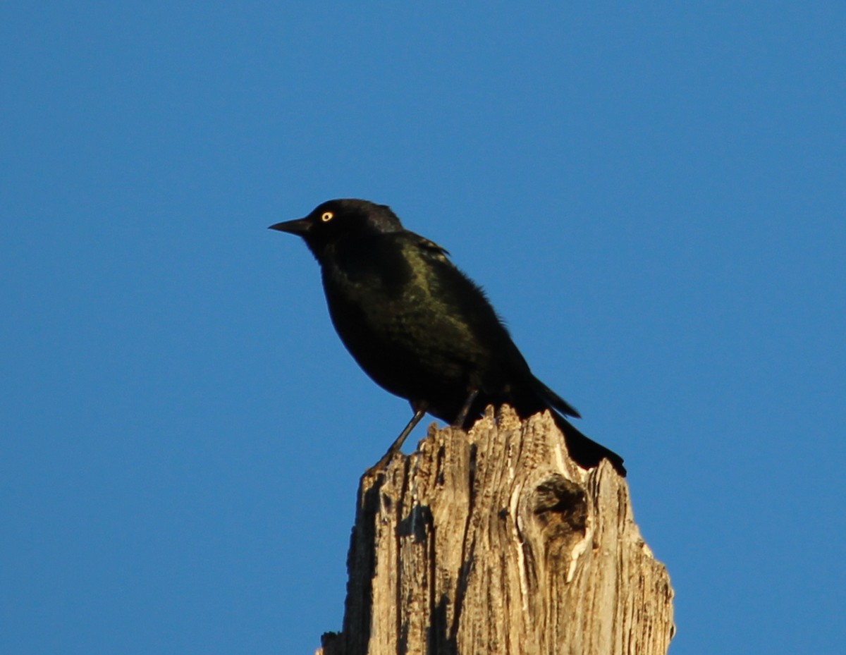 Brewer's Blackbird - Jessie  Brantwein