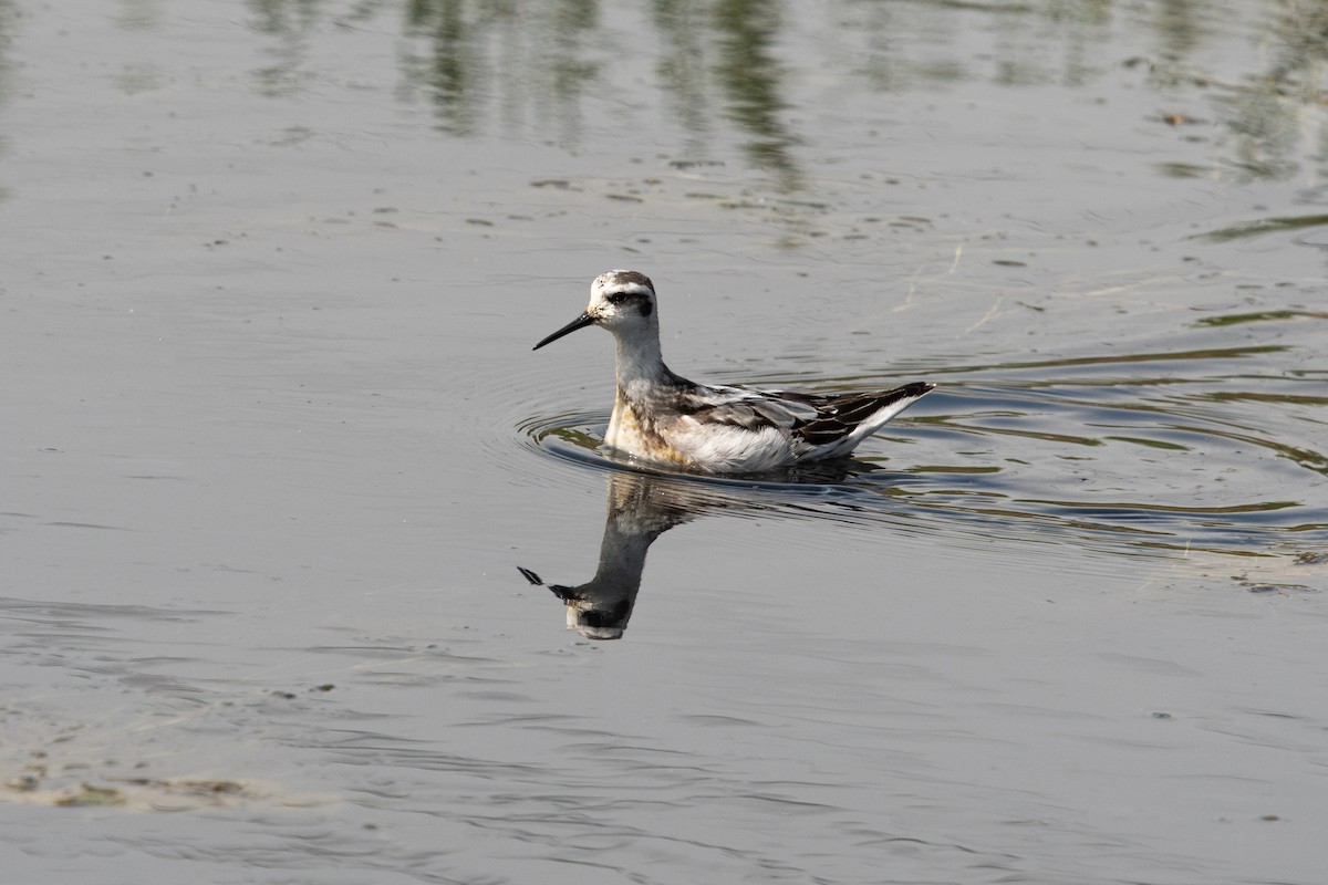 Red-necked Phalarope - ML364941671