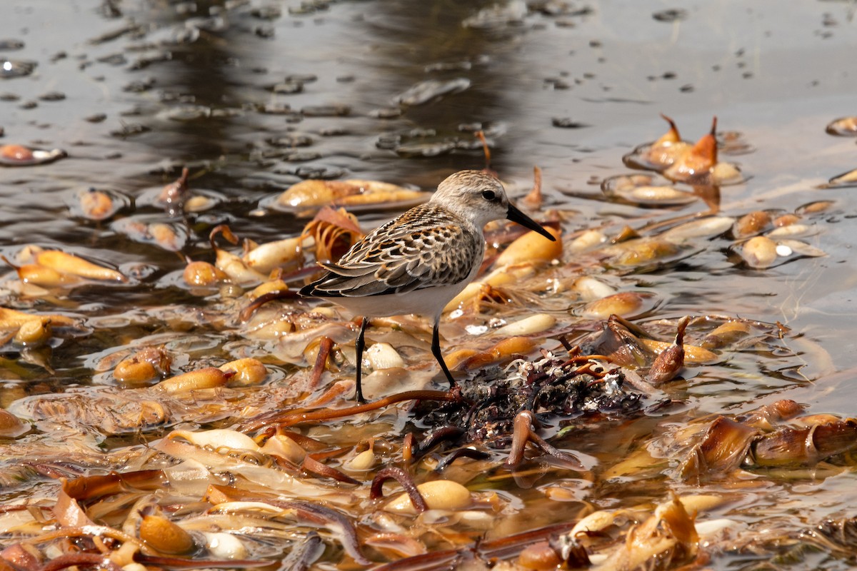 Western Sandpiper - ML364941681