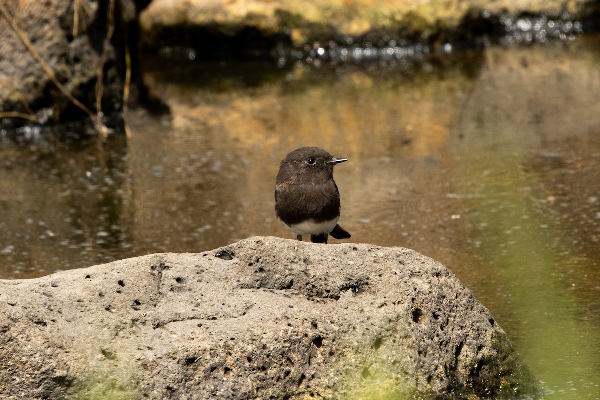 Black Phoebe - ML364941981