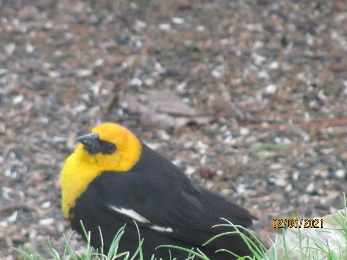 Yellow-headed Blackbird - ML364943411